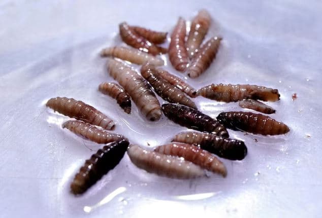 Meksika konfirmon një rast të ri krimbi mishngrënës