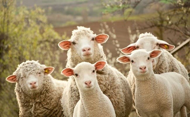 Shpërthen murtaja, Kosova ndalon importin e deleve dhe dhive nga Shqipëria