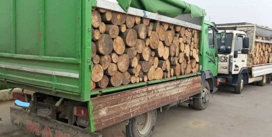 Shoqërohet në polici një person për transport ilegal të druve