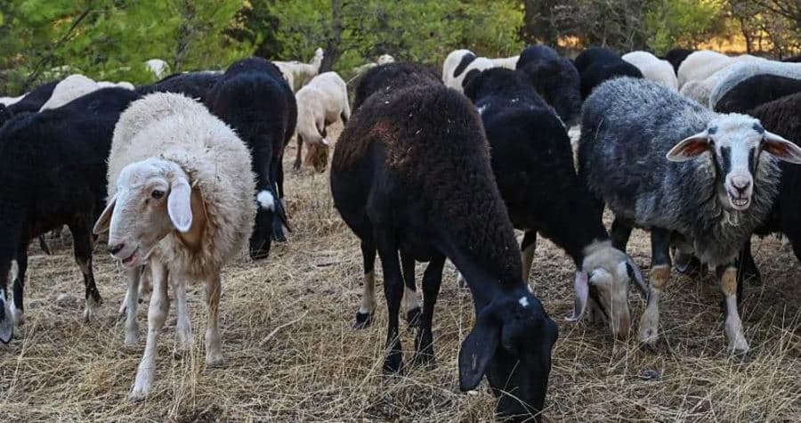 Vrasja e deleve dhe dhive greke ngjall frikën e mungesës së djathit feta