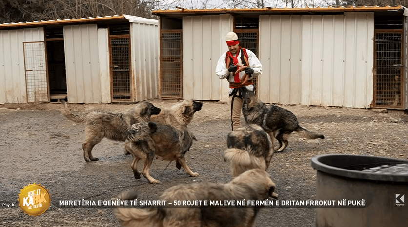 Qentë e Sharrit të Dritan Frrokut nga Puka, një nga kultivuesit më të mëdhenj në shqiptari (VIDEO)