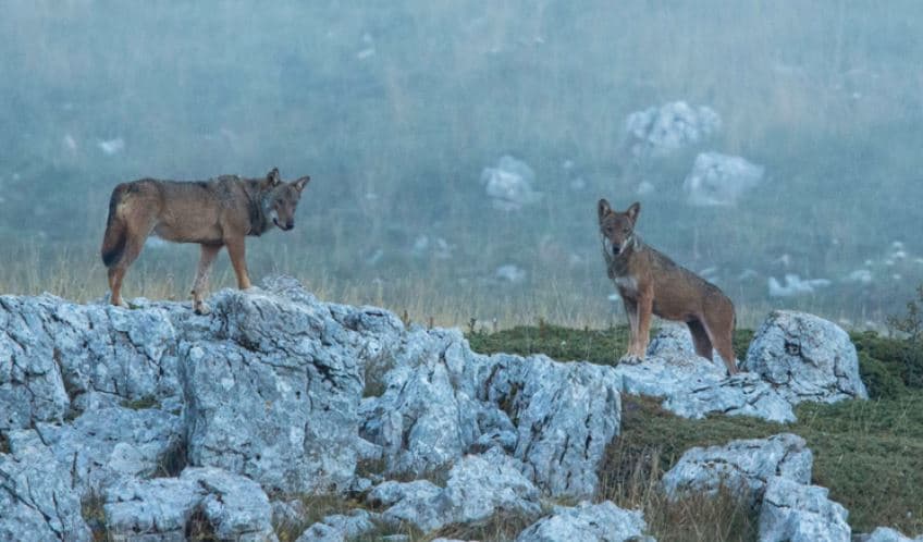 18 ujqër të ngordhur u gjetën në një park kombëtar në Itali, dyshohet për helmim