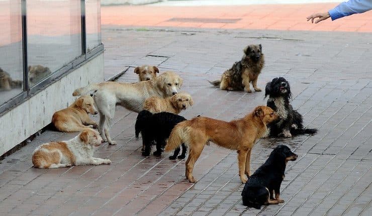 Sulmohet një person nga qentë endacakë në QKUK