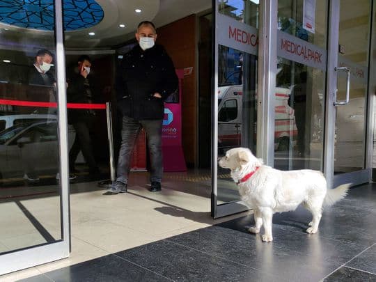 Qeni besnik pret çdo ditë të zotin tek dera e spitalit (FOTO)