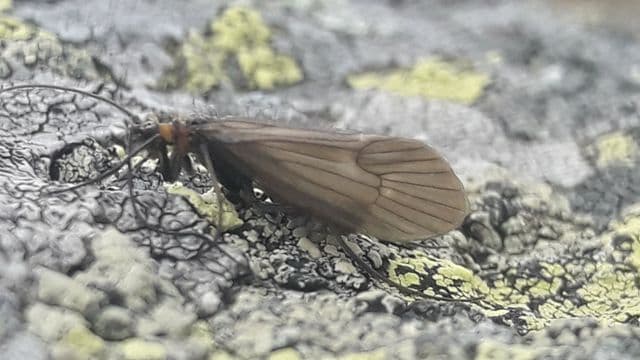 Zbulohet një lloj i rrallë i insektit në Kosovë, ia lënë emrin "koronavirus"