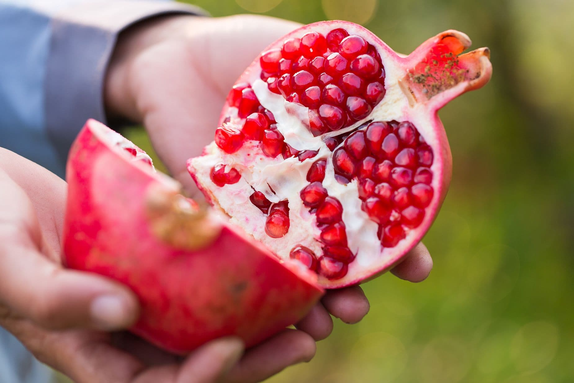 Shega, "mbreti i frutave"